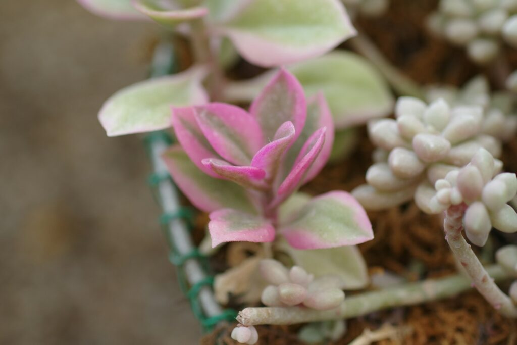 A close up of a plant with pink and white flowers