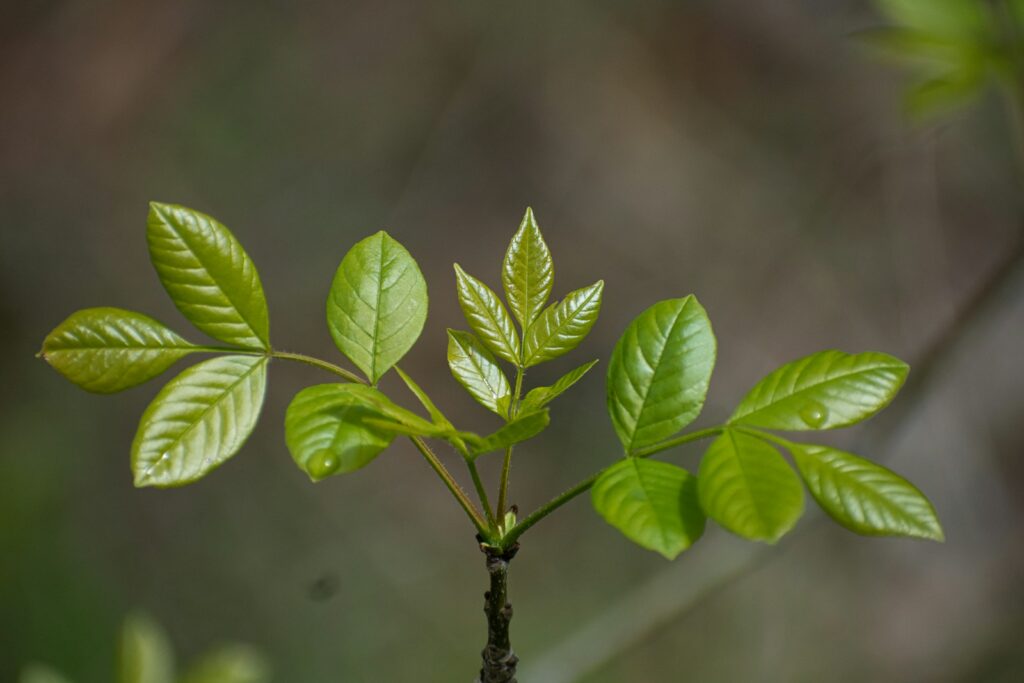 green leaf plant in close up photography