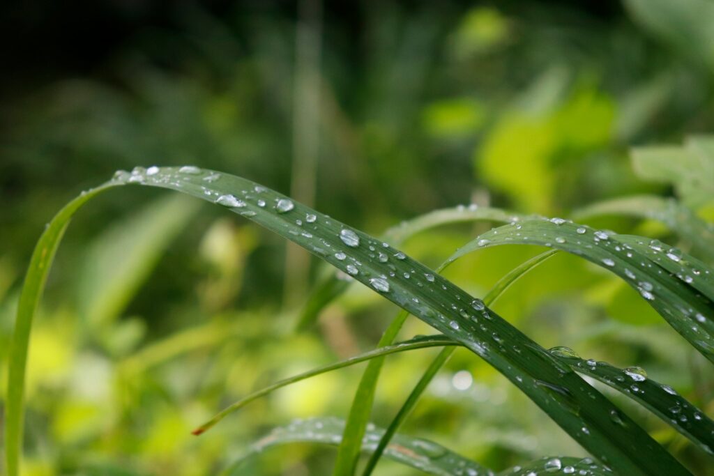 selective-focus photograph of grass