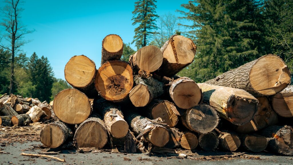 A pile of freshly cut logs.