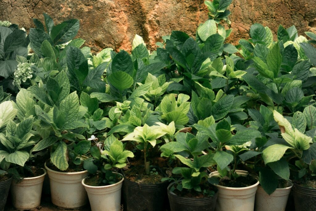 green plant on white plastic pot