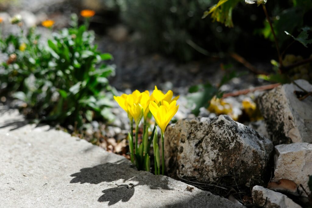 Yellow crocus flowers bloom near rocks and greenery.