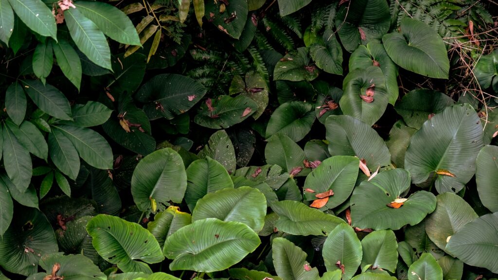 green leaves with red round fruits