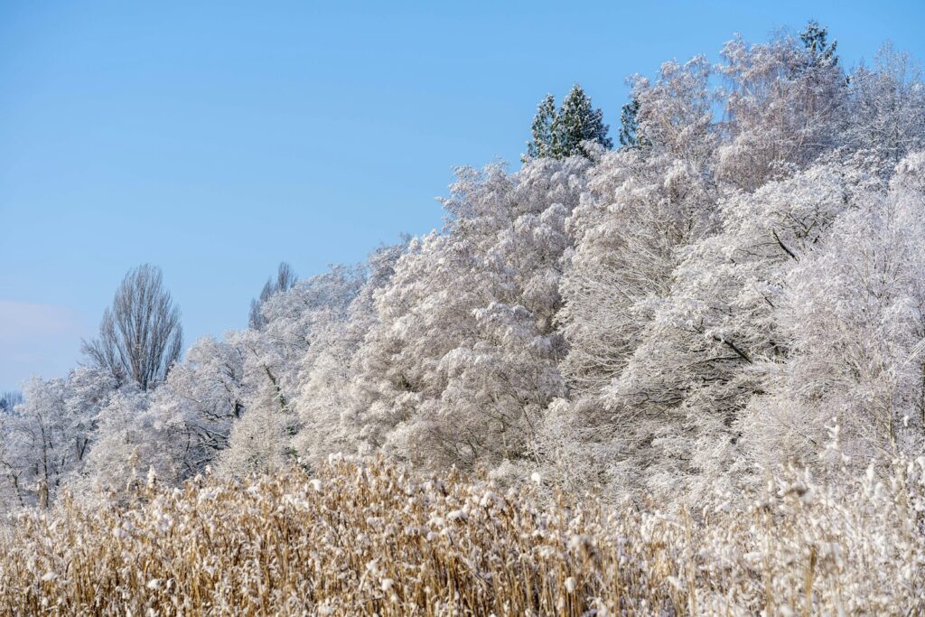 a field of tall grass with trees in the background