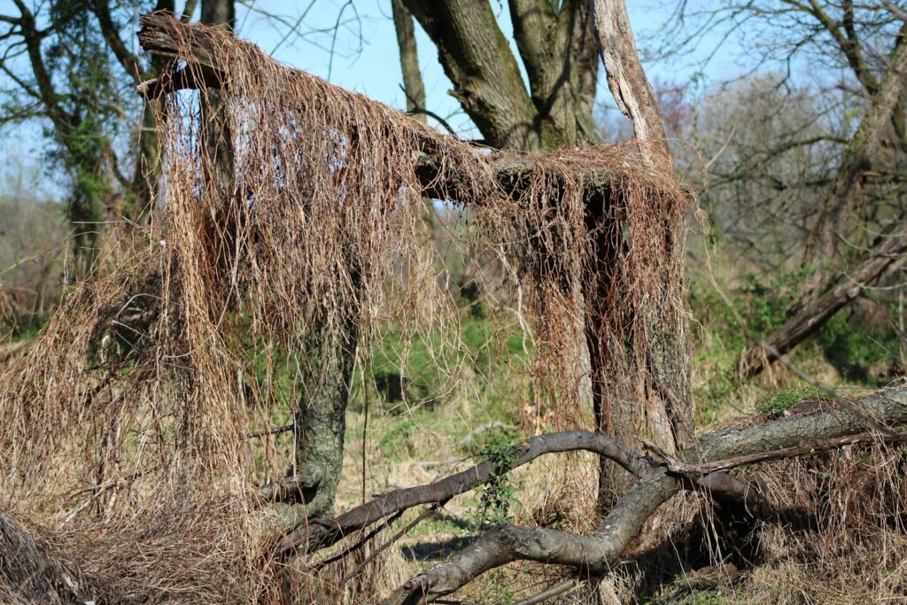 a giraffe standing next to a fallen tree