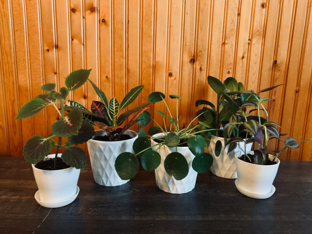a group of potted plants