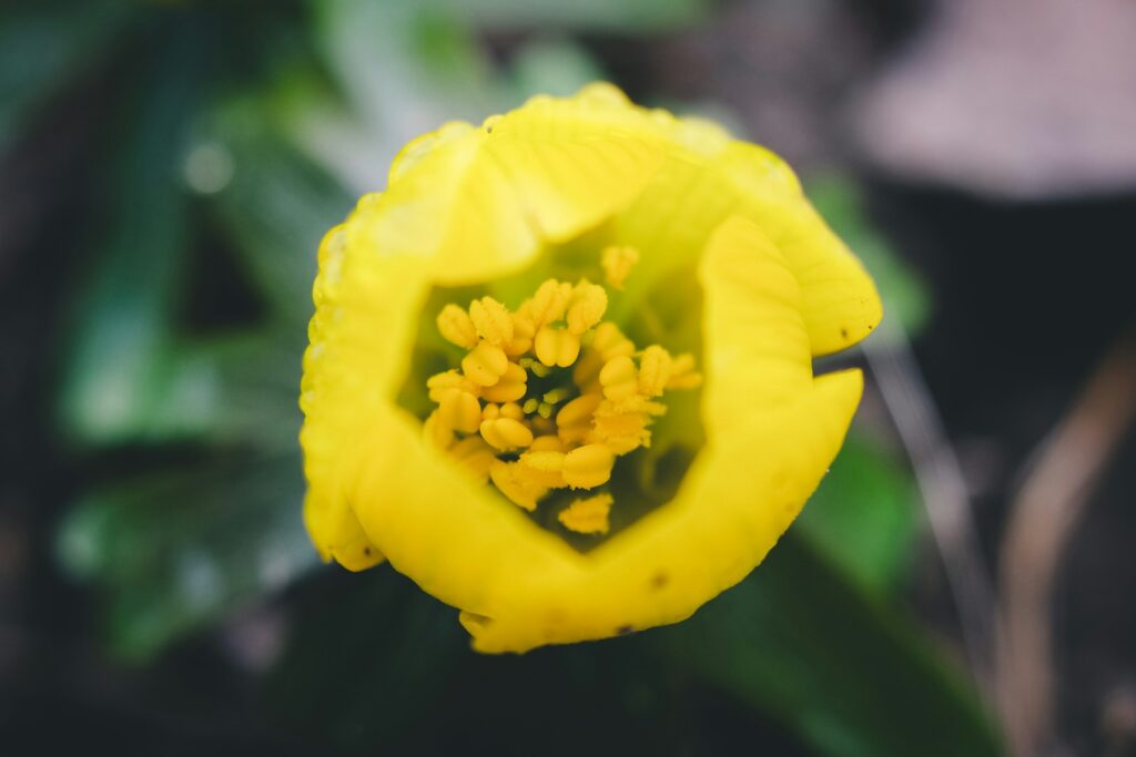 a close up of a yellow flower with a blurry background