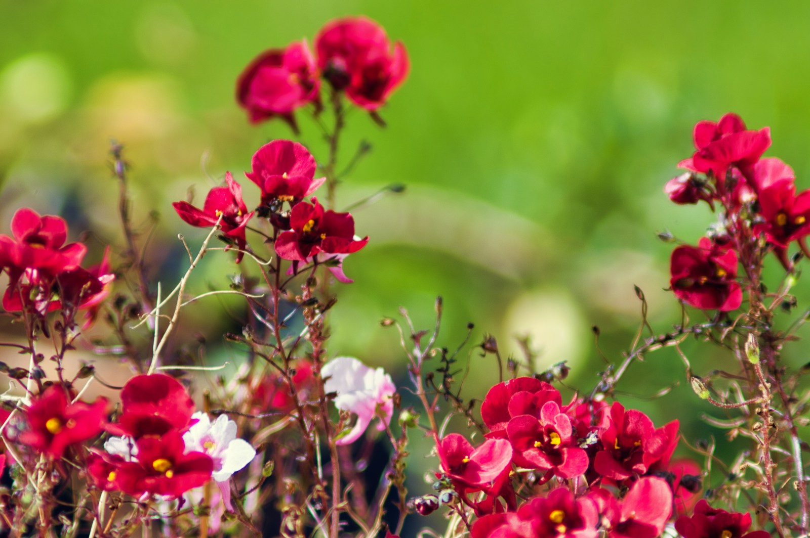 a bunch of red and white flowers in a field