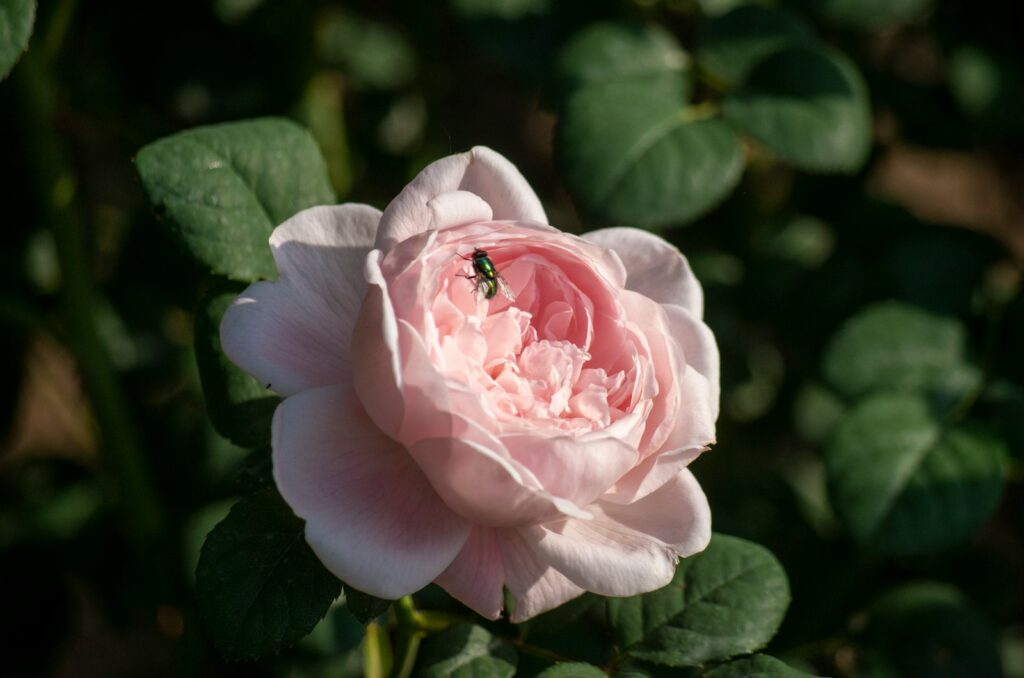 a pink flower with a bug on it