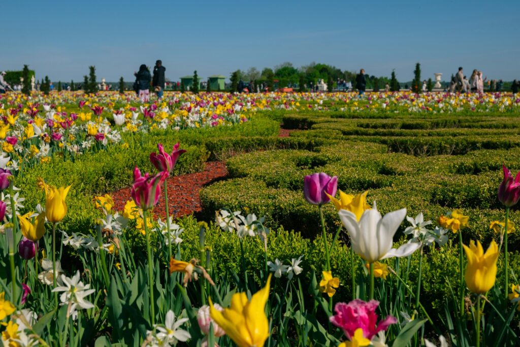 Colorful tulips and daffodils bloom in a formal garden.