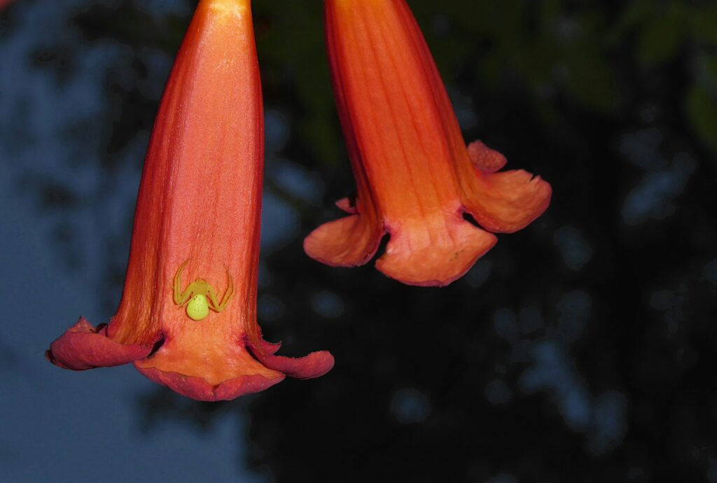 a close up of a flower with a sky background