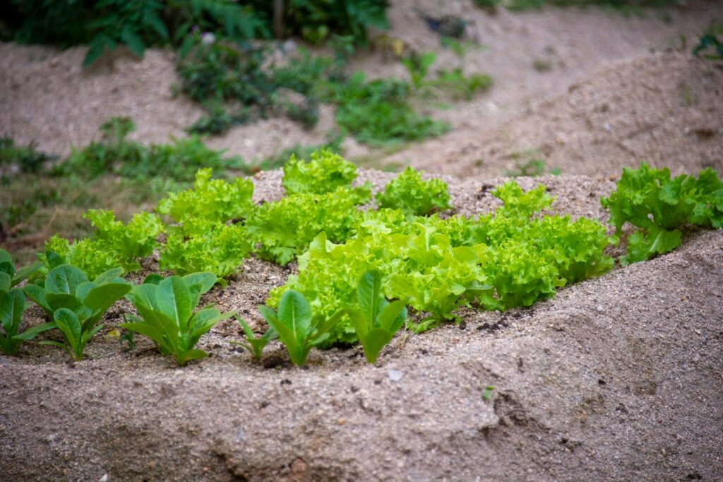 a garden of lettuce growing in the sand