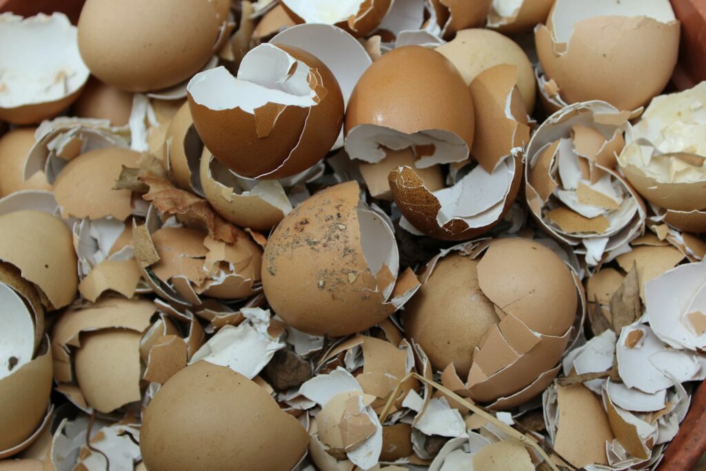 pile of cracked eggs