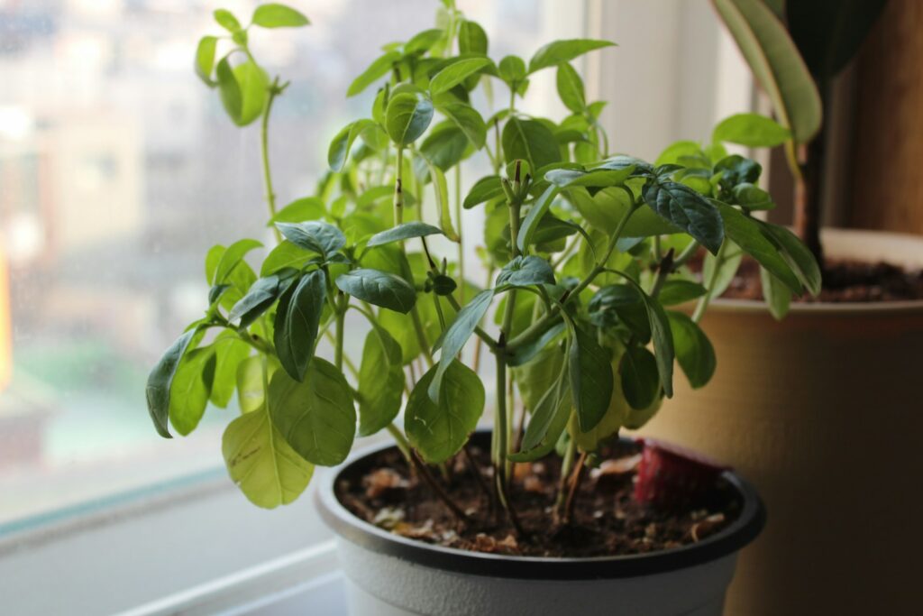 a potted plant sitting on a window sill