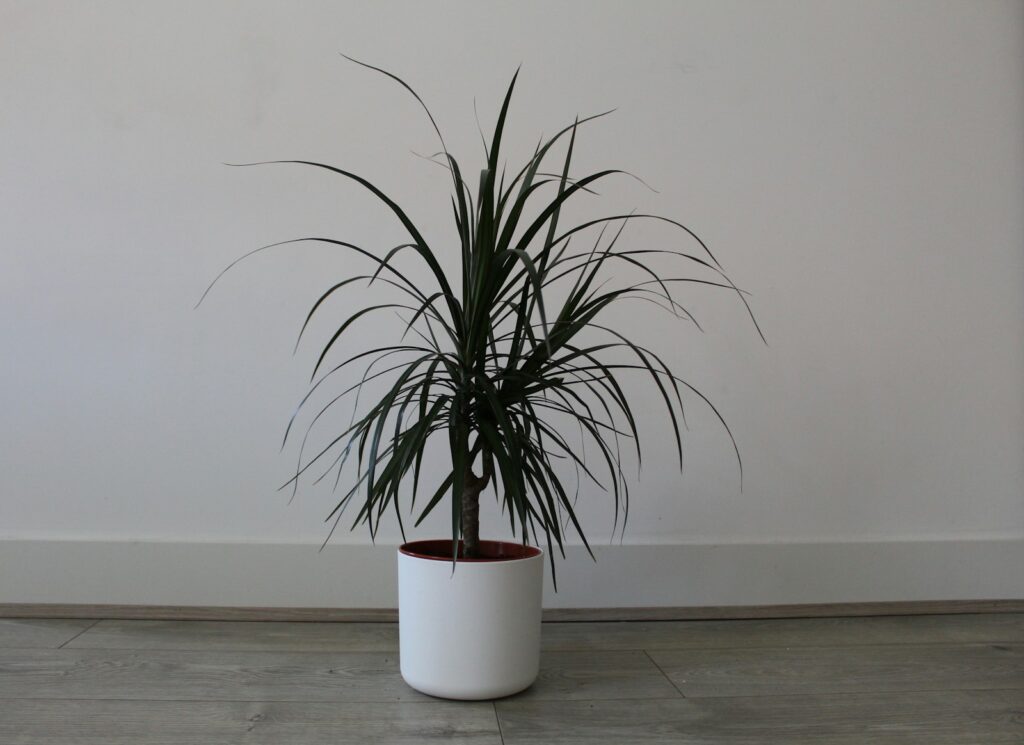 potted green indoor plant