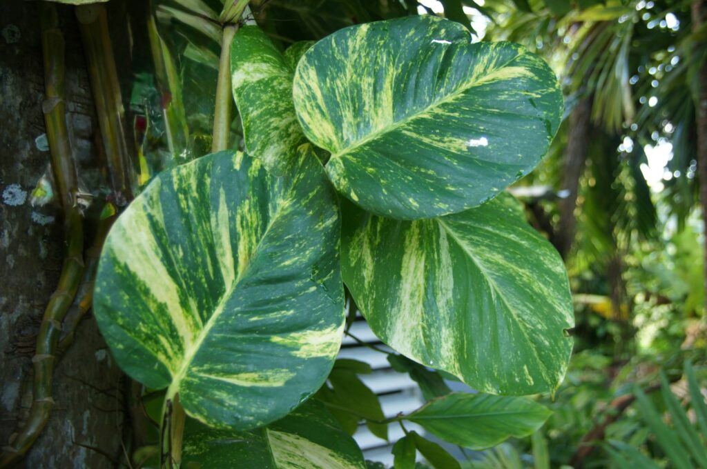 Green and yellow variegated leaves on a vine.