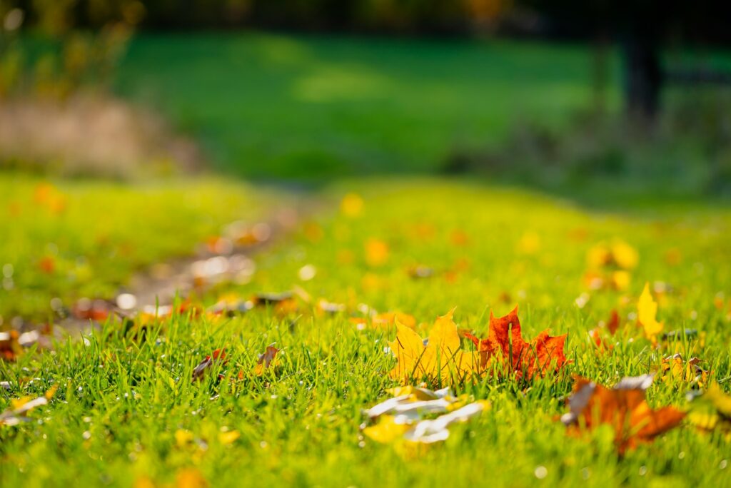 white and yellow flowers on green grass field