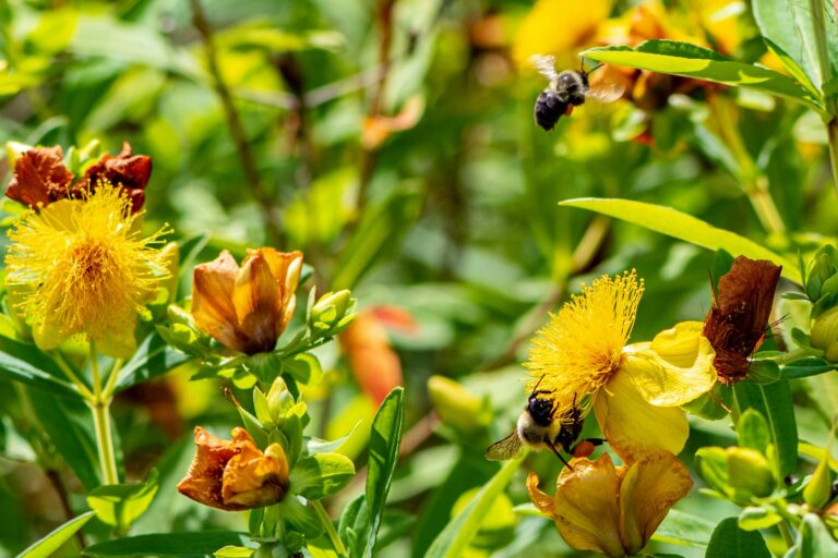 yellow and black bee on yellow flower