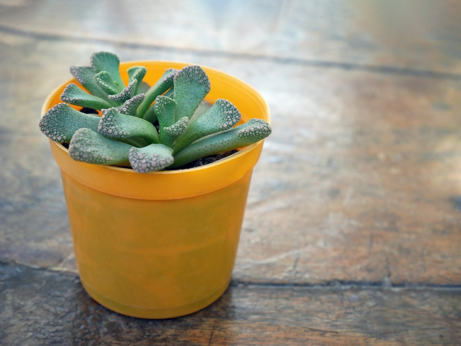 a small yellow pot with a green plant in it