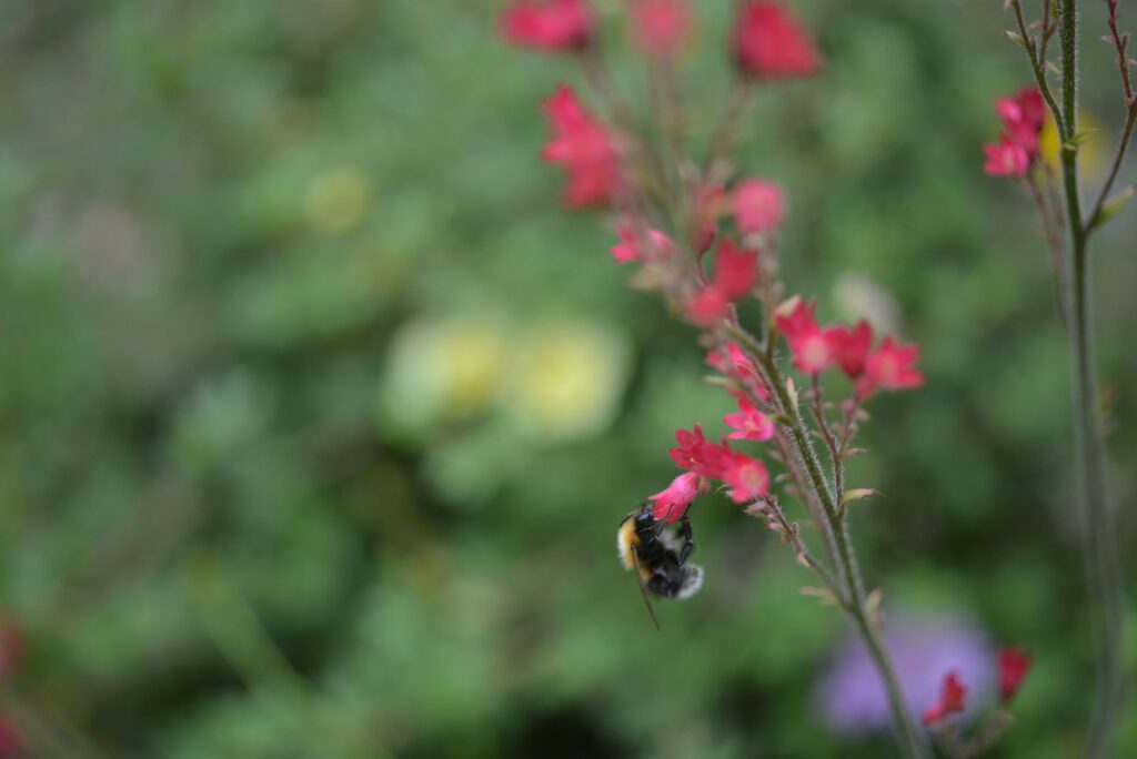 black and yellow bee on red flower