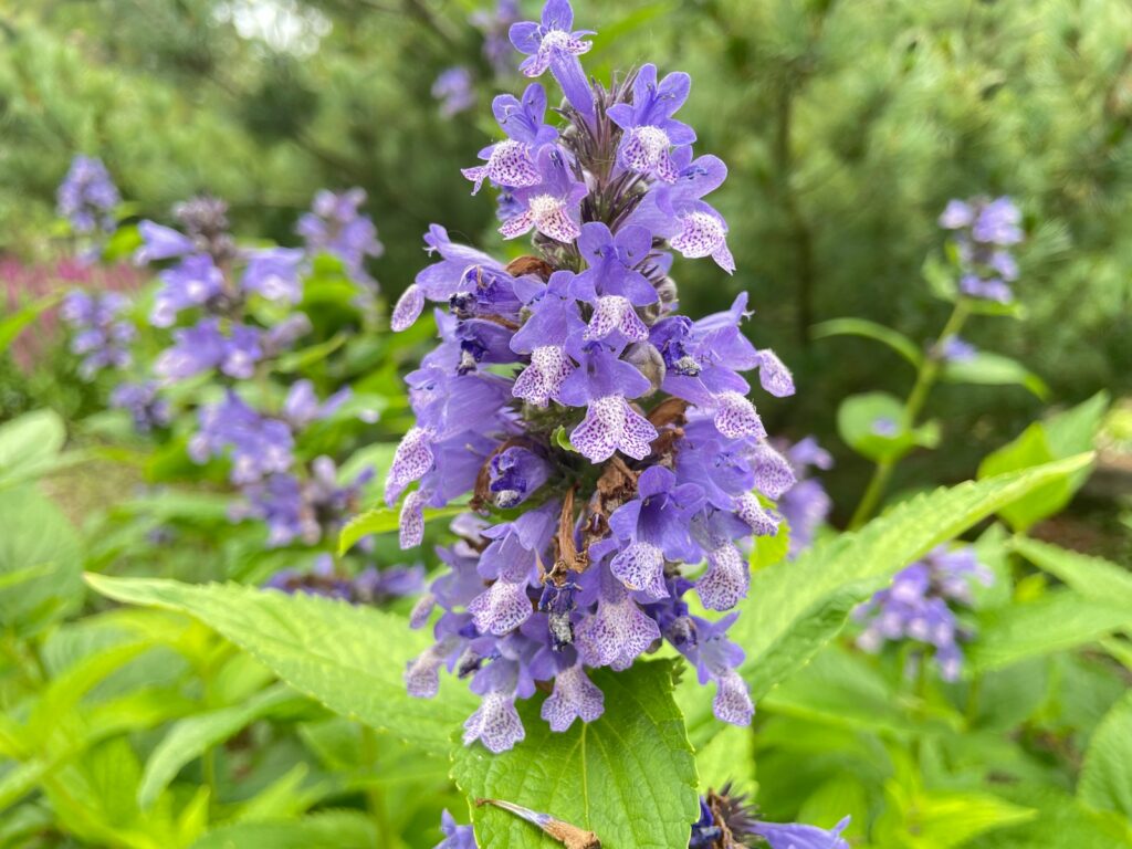 a bunch of purple flowers that are in the grass
