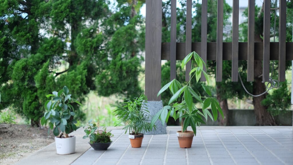 a group of plants sitting on top of a tiled floor