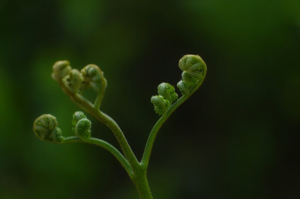 a close up of a green plant with leaves