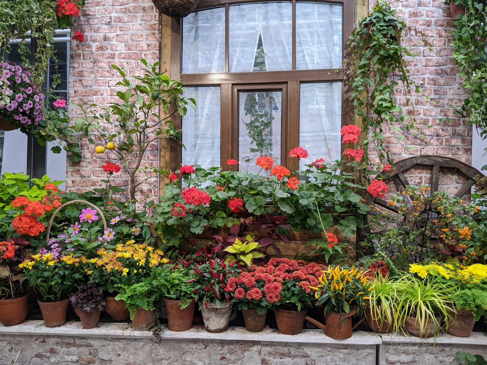 a group of flowers in a window