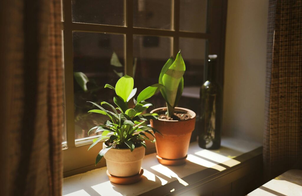 Potted plants sit on a sunny windowsill.