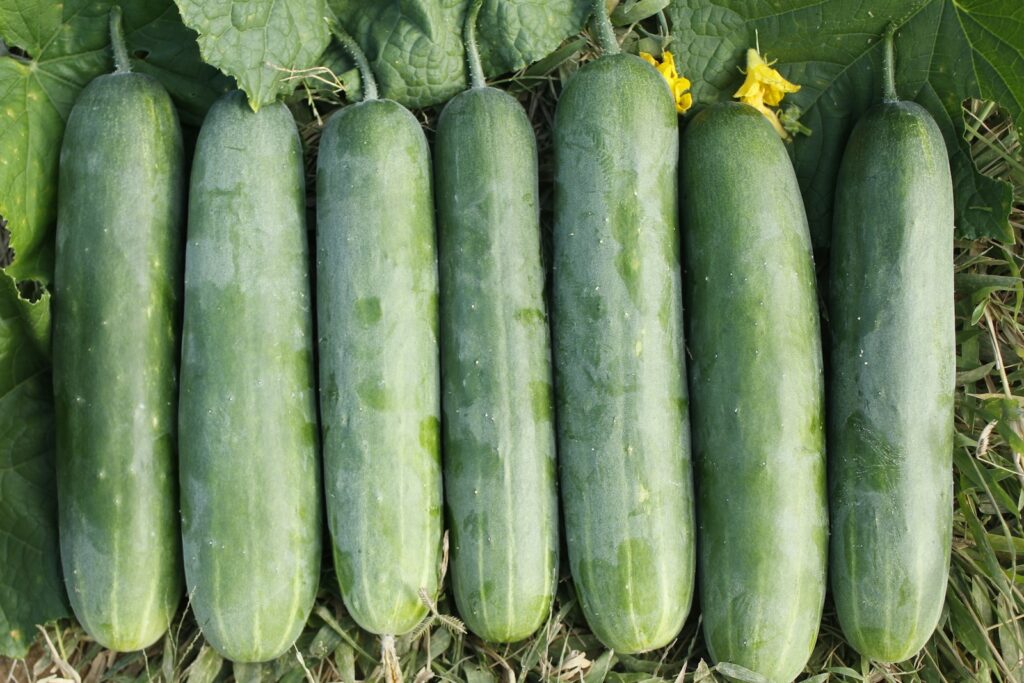 A bunch of cucumbers that are laying on the ground