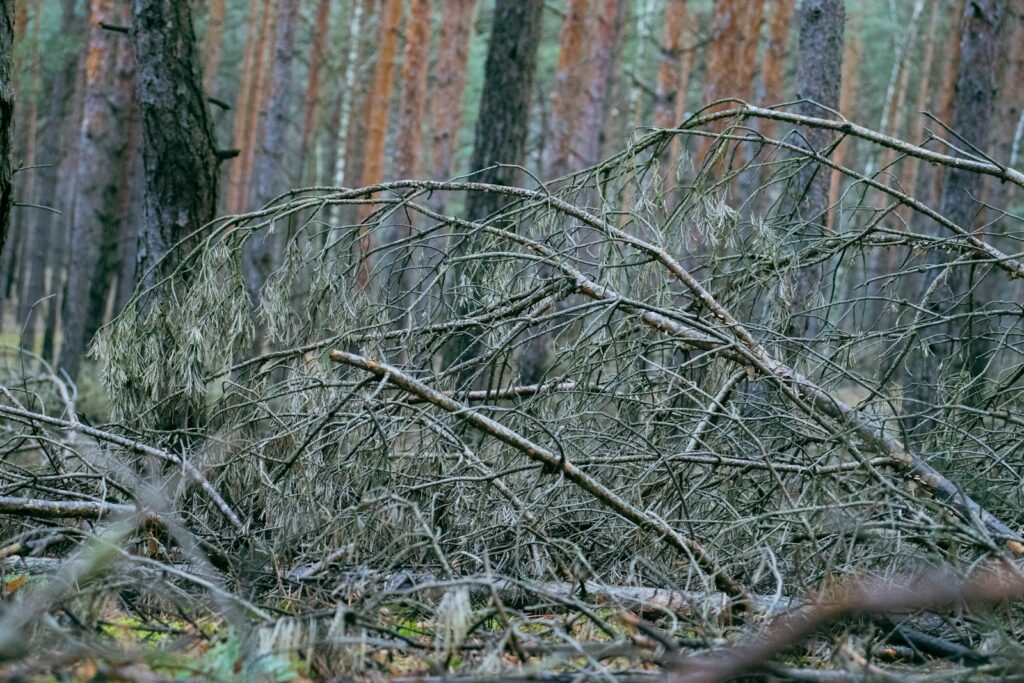 a bunch of trees that are in the woods