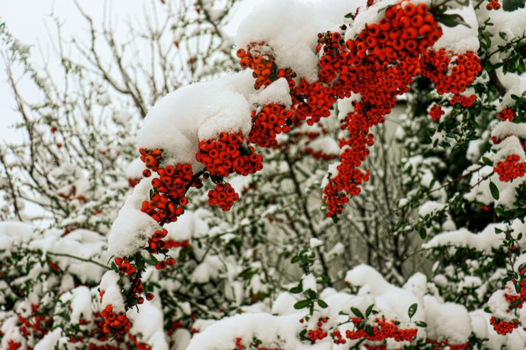 red round fruits covered with snow
