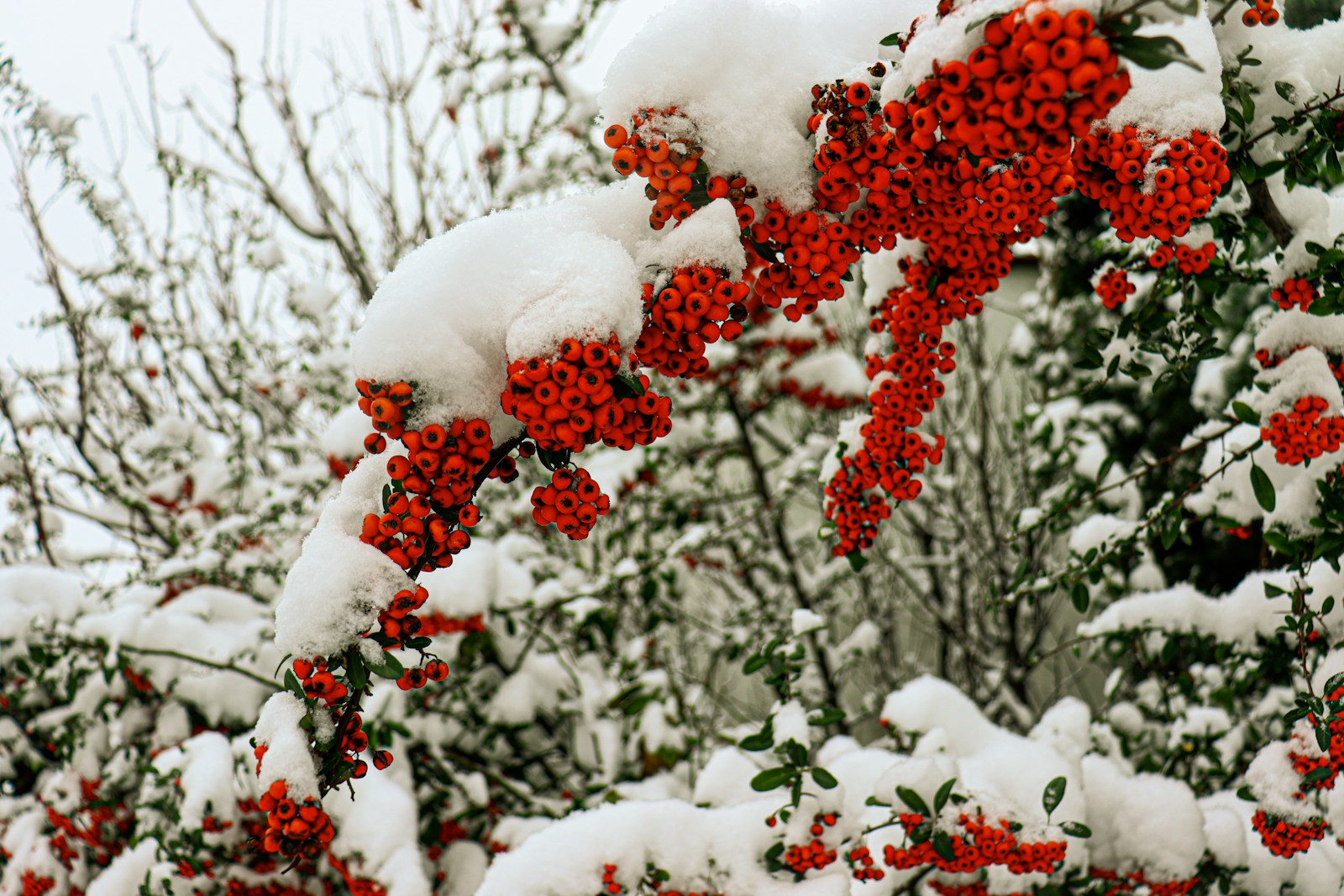 red round fruits covered with snow