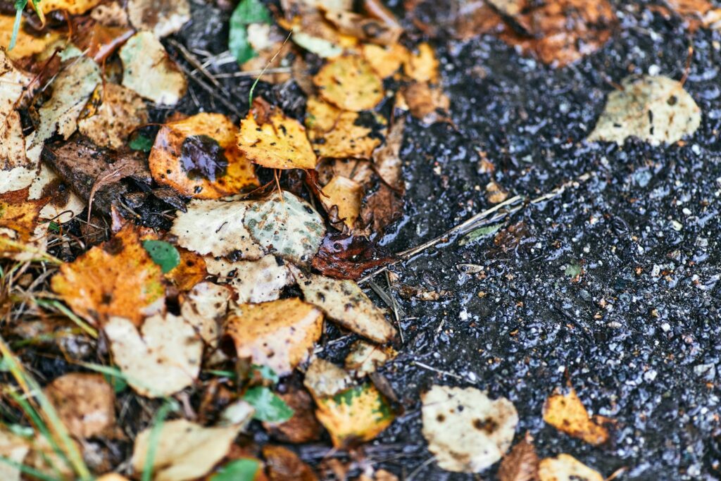 brown dried leaves on ground