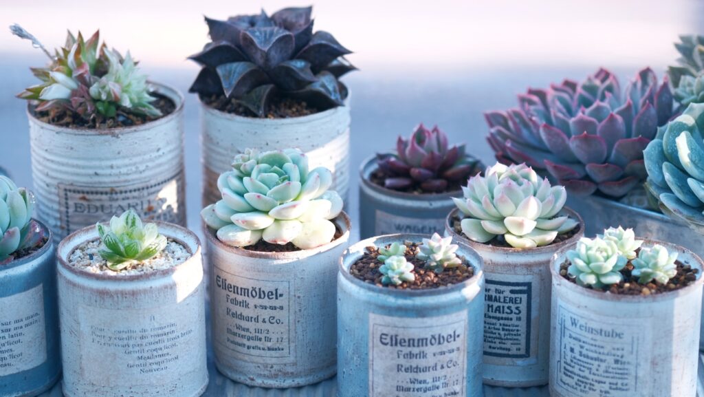 a group of tin cans with succulents in them