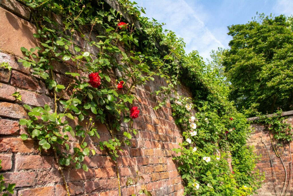 Red roses climbing a weathered brick wall