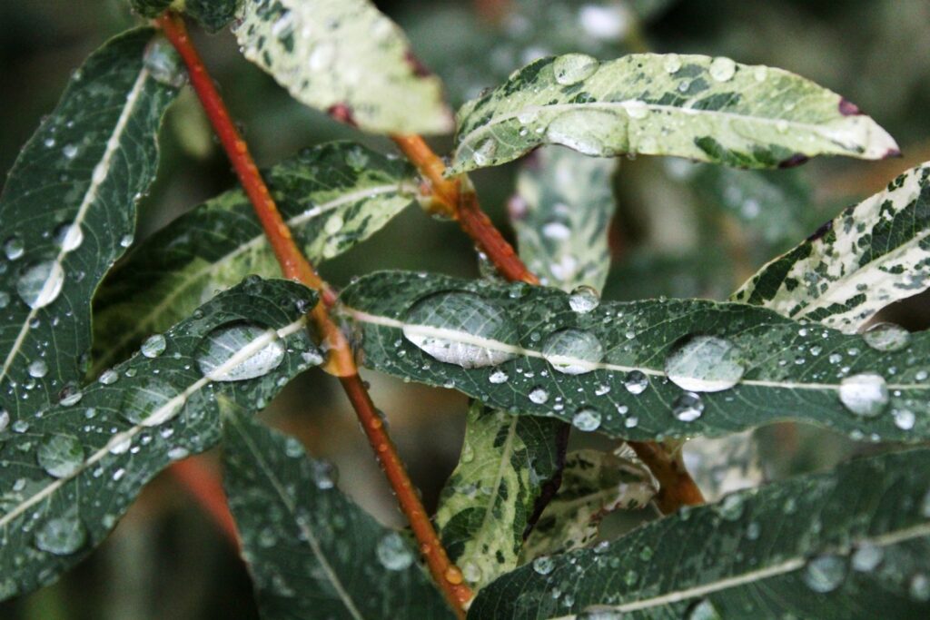 a close up of a leaf with water droplets on it