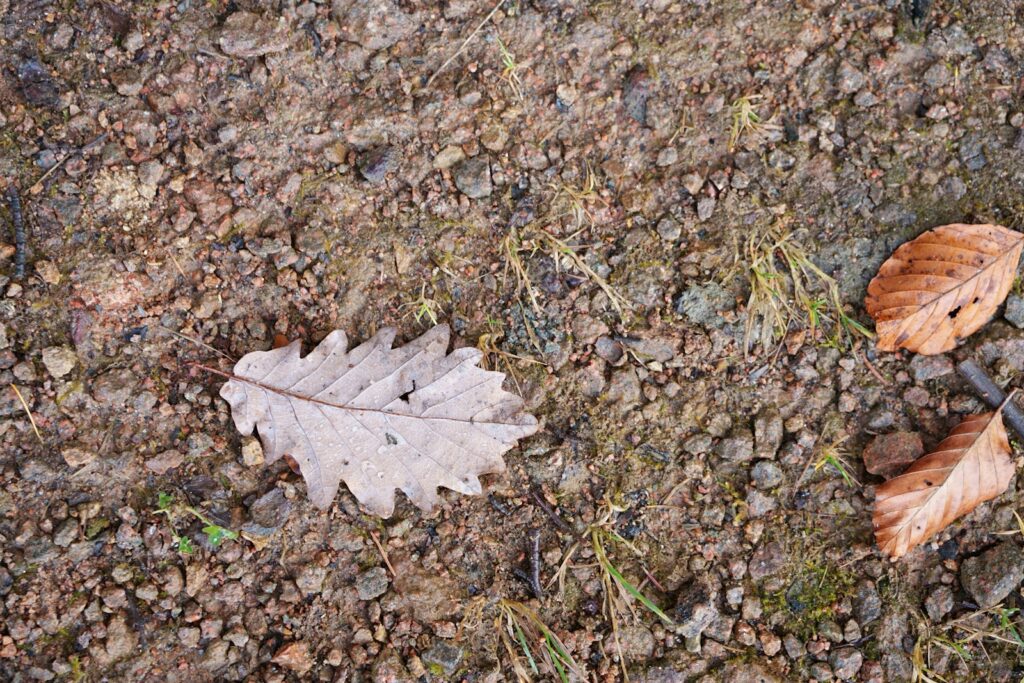 a leaf laying on the ground next to another leaf