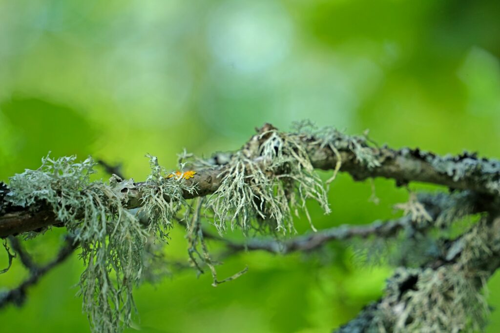 A close up of a tree branch with moss growing on it