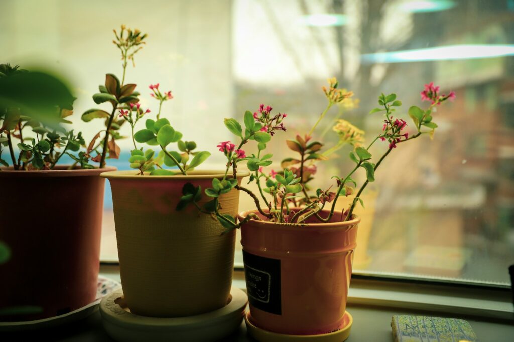 pink and white flowers in brown clay pot