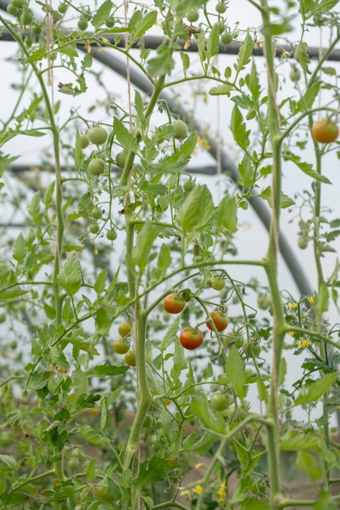 Green and red tomatoes growing on vines in a greenhouse
