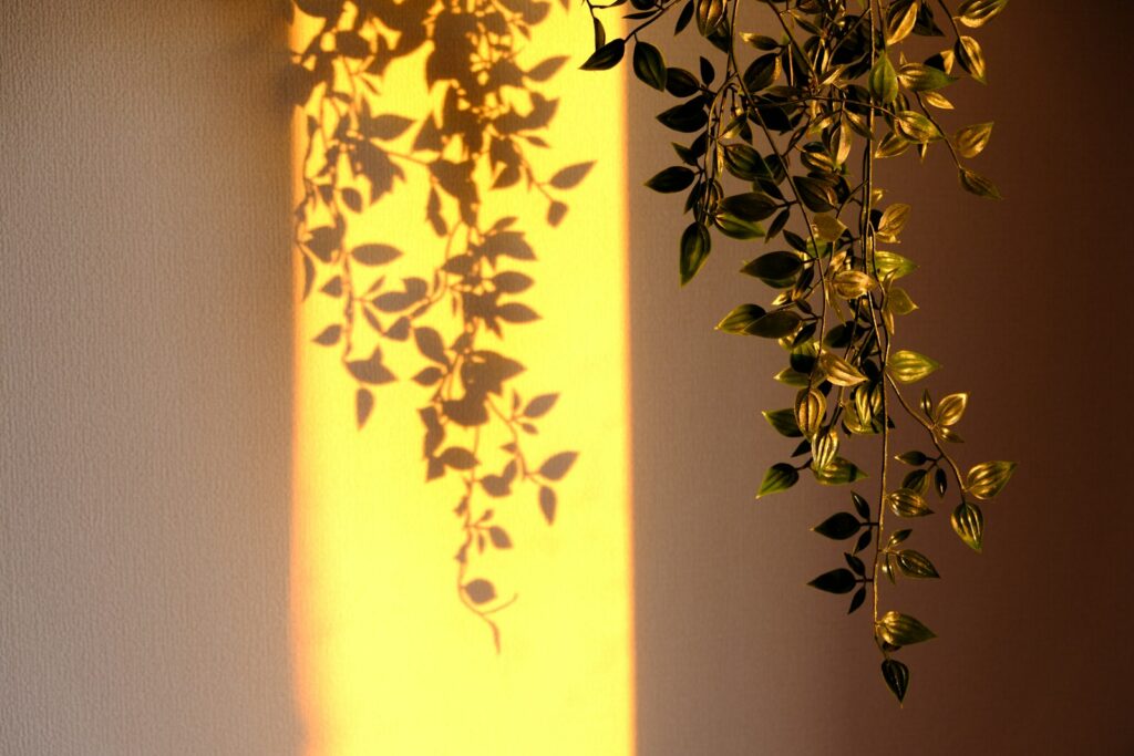 a plant casts a shadow on a wall