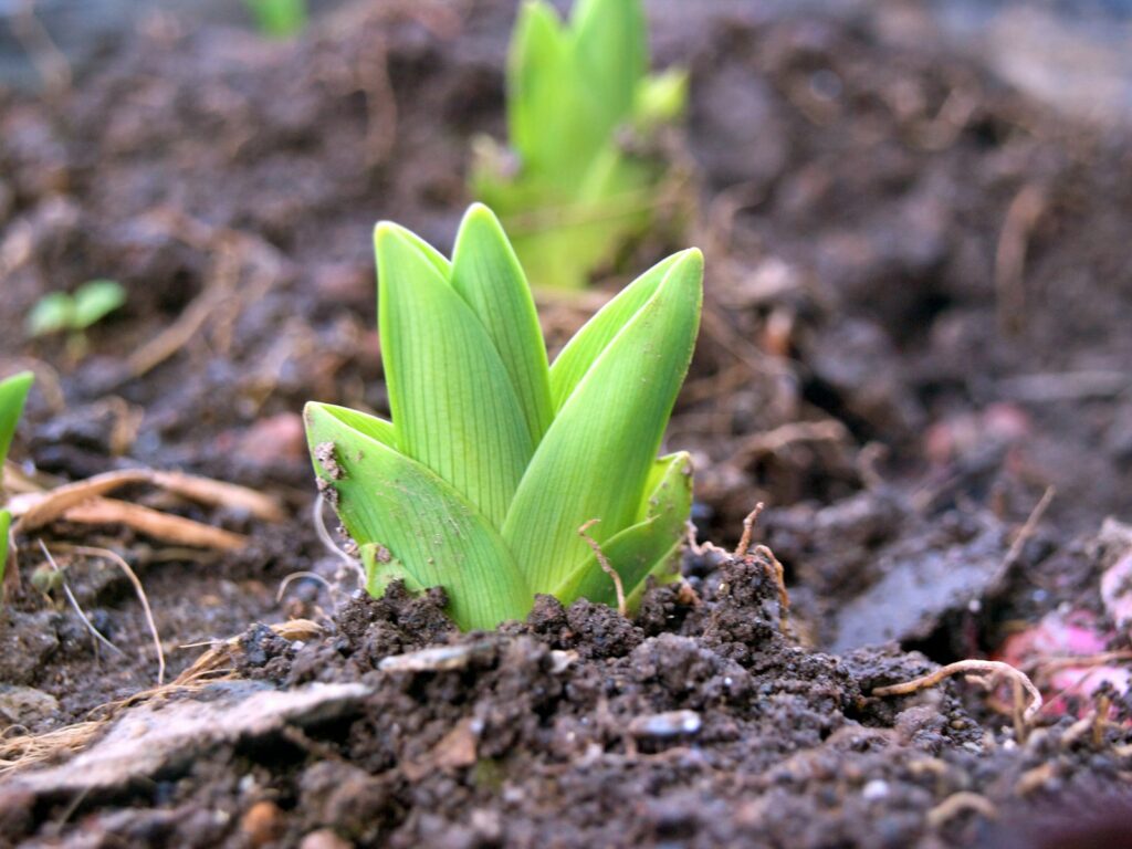 A group of small green plants growing in dirt