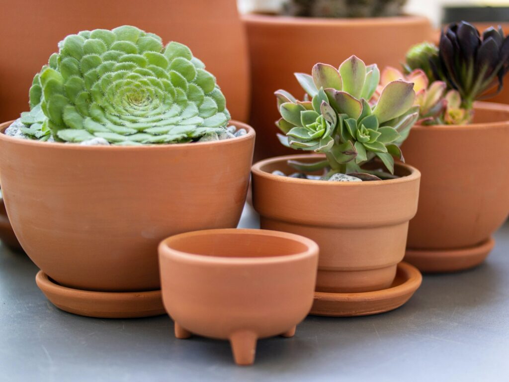 a group of potted plants sitting on top of a table