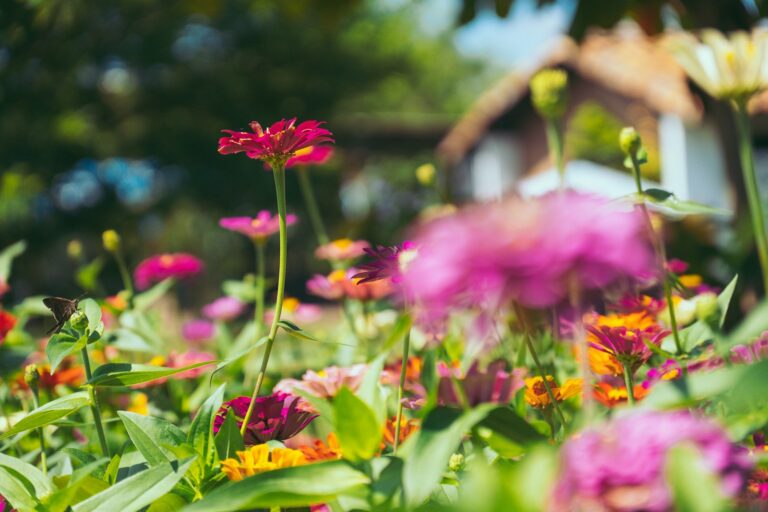A bunch of flowers that are in the grass