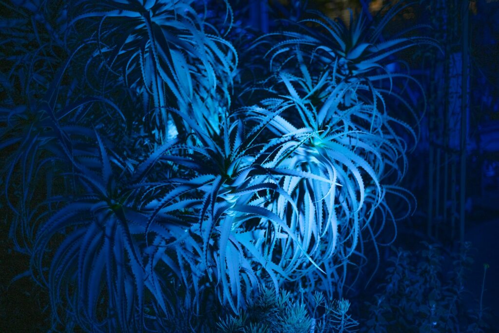 a blue plant in a garden at night