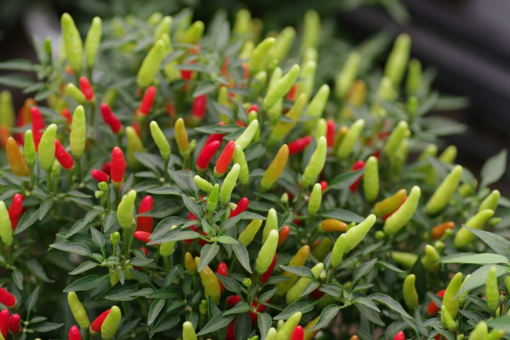 A close up of a plant with red and yellow flowers