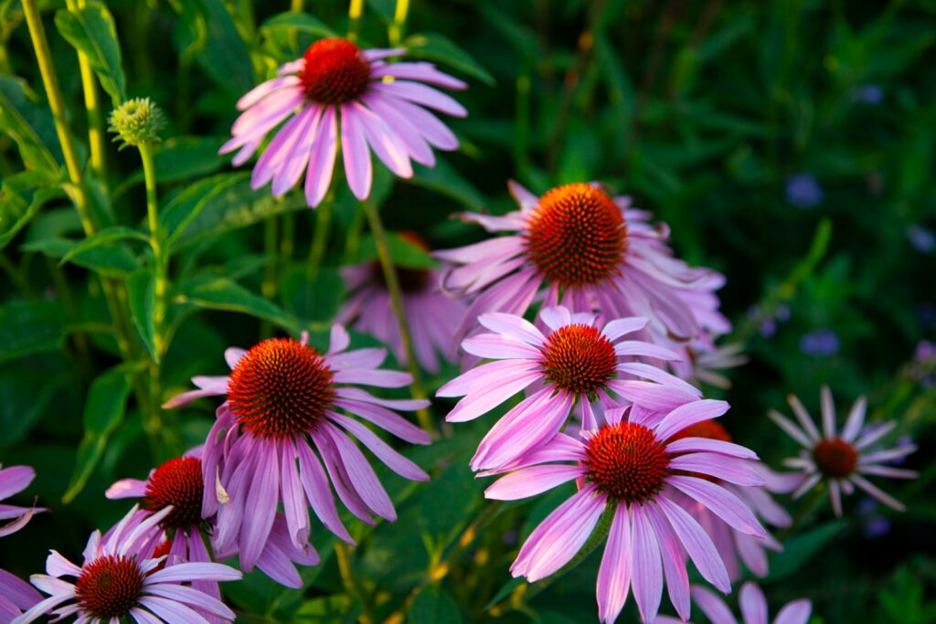 a close up of a bunch of purple flowers