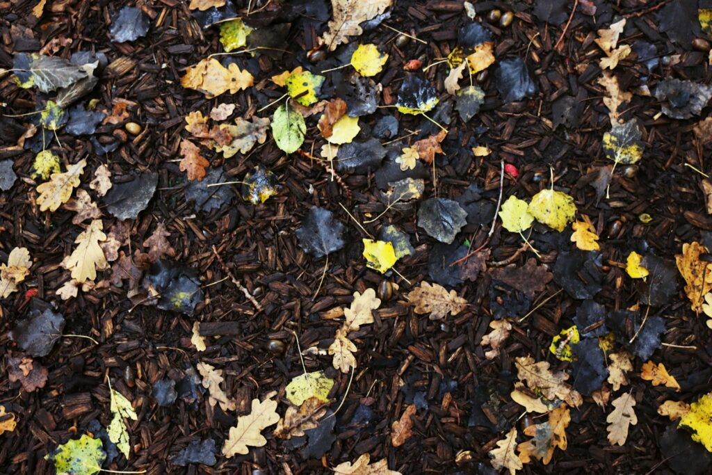 yellow and green leaves on ground