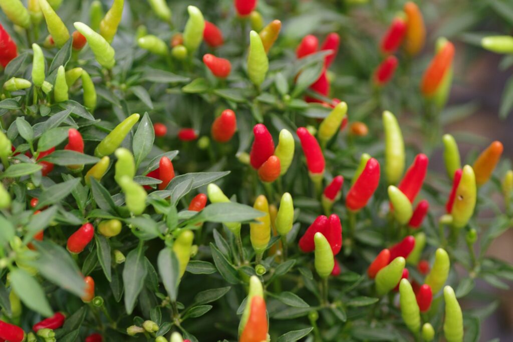 A bunch of red and yellow peppers growing on a plant